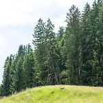 Apartman Freiheit *