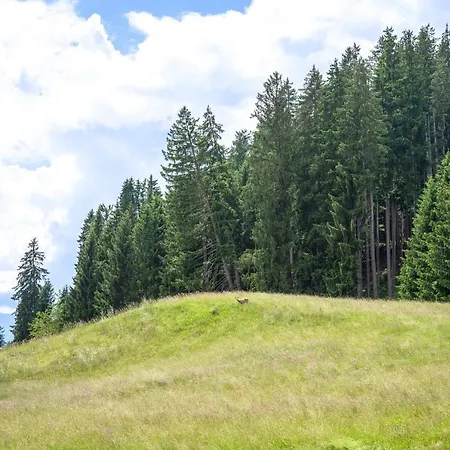 Freiheit Daire Bolsterlang